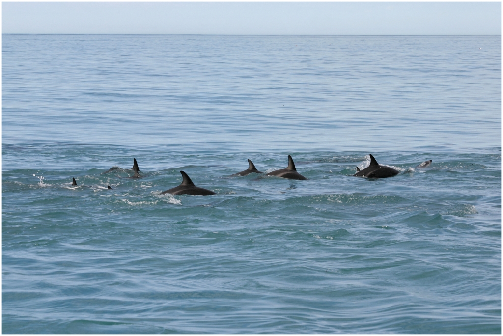 14 - Kaikoura (38).jpg